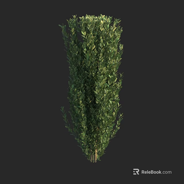 Tall Evergreen Shrub With Dense Green Foliage And Pyramidal Shape Against Dark Background 3d model 