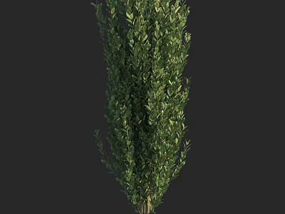 Tall Evergreen Shrub With Dense Green Foliage And Pyramidal Shape Against Dark Background 3d model