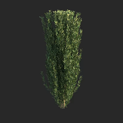Tall Evergreen Shrub With Dense Green Foliage And Pyramidal Shape Against Dark Background 3d model