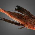 Orange Red Fish With Dark Spots And Large Fins Distinctive Appearance
