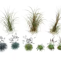 Ornamental Flowers And Grasses With Blue Green Gray Colors And Diverse Foliage Shapes For Garden
