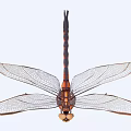 Detailed Close Up View Of Orange And Black Dragonfly With Transparent Wings