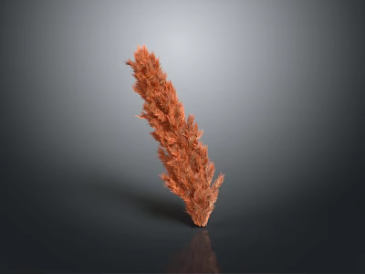 Orange Red Feathery Decorative Plant On Black Smooth Surface With Gray Background 3d model