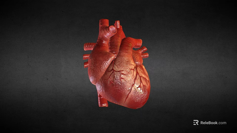 Anatomical 3D Rendered Human Heart With Red Vascular Structure On Dark Background 3d model 