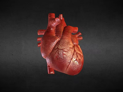 Anatomical 3D Rendered Human Heart With Red Vascular Structure On Dark Background 3d model