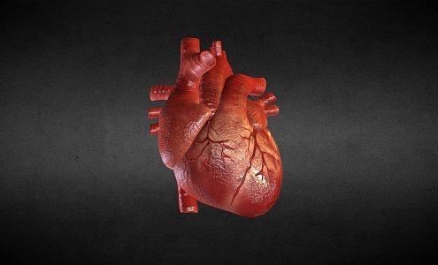 Heart Visceral Human Heart Decomposition Organs Human Organs 3d model