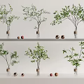 Multiple Glass Vases With Green Plants Displayed On Shelves And Red Gold Decorative Balls