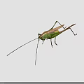 Green Grasshopper With Long Antennae And Slender Legs On Black Background