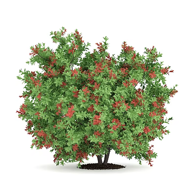 Lagerstroemia garden plants 3d model Lagerstroemia garden plants 3d model