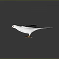 White Dove With Spread Wings Orange Beak And Feet On Dark Background With Reflection
