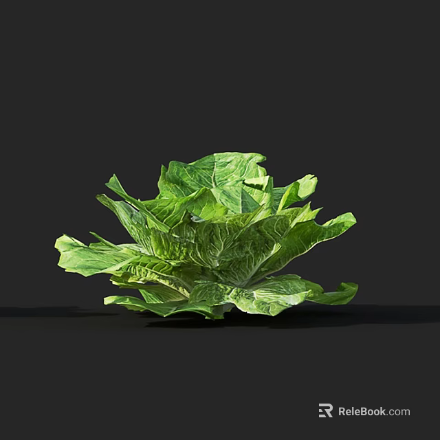 Fresh Green Lettuce with Crisp Leaves for Healthy Salads and Recipes 3d model 