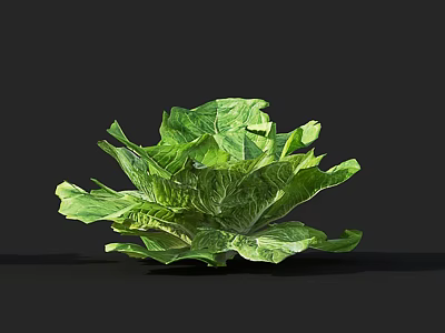 Fresh Green Lettuce with Crisp Leaves for Healthy Salads and Recipes 3d model