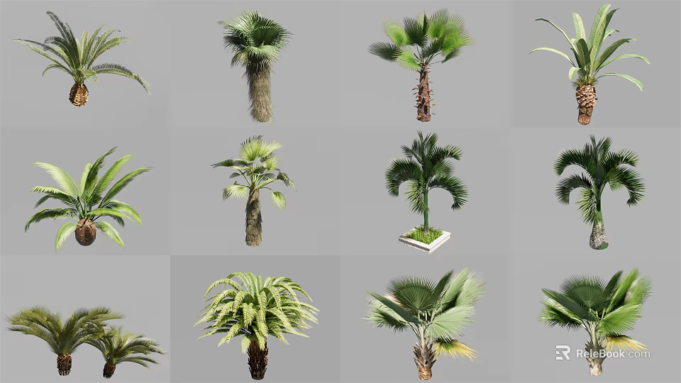 Various Decorative Tropical Palm Plants With Different Trunk And Leaf Shapes 3d model 
