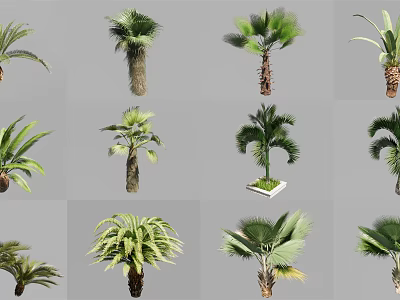 Various Decorative Tropical Palm Plants With Different Trunk And Leaf Shapes 3d model