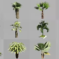 Various Decorative Tropical Palm Plants With Different Trunk And Leaf Shapes