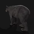 Detailed Realistic Black Bear Standing Side View Isolated Dark Background 3d model