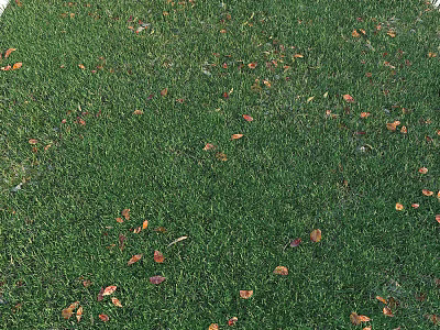 Lush Green Lawn Grass Covered With Scattered Brown Fallen Leaves Outdoor 3d model