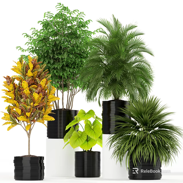 Assorted Bonsai Potted Plants With Green Yellow Leaves In Black Containers 3d model 