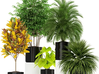 Assorted Bonsai Potted Plants With Green Yellow Leaves In Black Containers 3d model