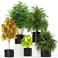 Assorted Bonsai Potted Plants With Green Yellow Leaves In Black Containers