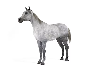 Gray Horse Standing Gracefully On White Background With Detailed Coat 3d model