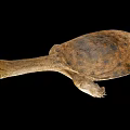 Unique Softshell Turtle With Long Neck And Brown Shell On Black Background