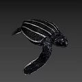 Baby Sea Turtle With Black And White Stripes Swimming Gracefully In Water