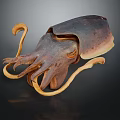 Squid With Curved Tentacles And Dark Brown Body On Black Background