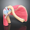 Human Knee Anatomical Structure 3D Model Displaying Muscles Ligaments And Bones