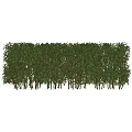 Neatly Trimmed Green Evergreen Hedge For Outdoor Garden Landscape