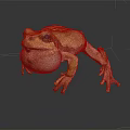 Green Frog with Inflated Throat Brown Legs on Dark Background and Reflection