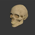 Detailed Human Skull Anatomical Structure Display On Dark Reflective Surface