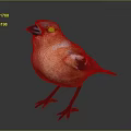 Peregrine Falcon Sparrow Pigeon Wingbird Pearl Bird Hummingbird Flamingbird Bird Animal 3d model