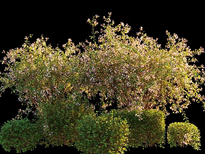 Flowering Shrub Bushes With Green Leaves And Lush Foliage In Garden Landscape Design 3d model