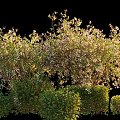 Flowering Shrub Bushes With Green Leaves And Lush Foliage In Garden Landscape Design