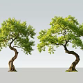 Two Twisted Arbors With Lush Green Foliage Against Gray Background
