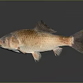 Whole Fresh Fish With Golden Brown Scales And Shiny Appearance Isolated On Dark Background