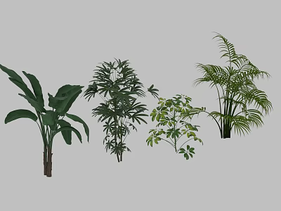 Various Indoor Green Plants Including Banana Leaf Shrub Small Foliage And Fern 3d model