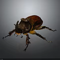 Red and Brown Beetle with Large Horns and Black Legs on Gray Background