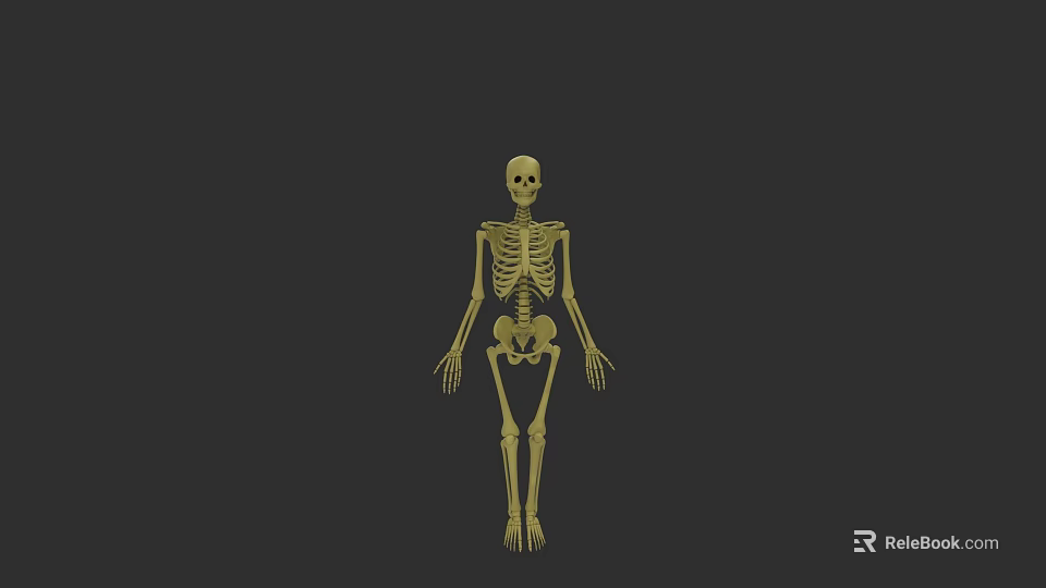 Golden Human Skeleton Figure Standing on Black Background 3d model 