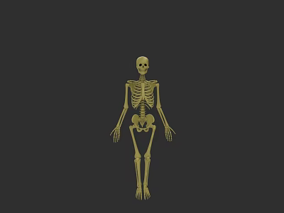 Golden Human Skeleton Figure Standing on Black Background 3d model