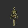Golden Human Skeleton Figure Standing on Black Background
