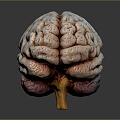 head structure brain human brain head planer face human head planer face human brain planer face head structure brain structure 3d model