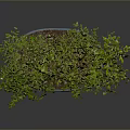 Bonsai Plant With Green Leaves And Multiple Trunks In Blue Pot On Dark Background