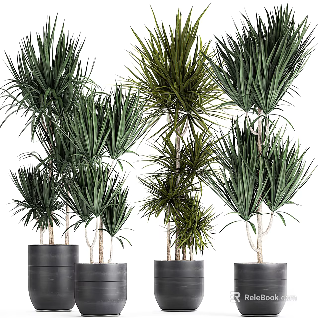 Green Potted Houseplants With Various Heights In Black Pots For Indoor Decoration 3d model 