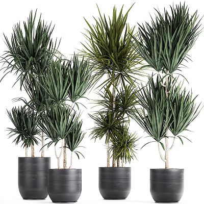 Green Potted Houseplants With Various Heights In Black Pots For Indoor Decoration 3d model