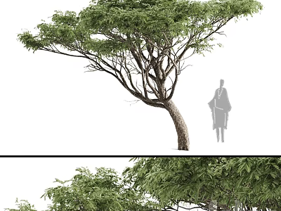 Ornamental Decor Combination With Tall Tree Lush Green Leaves And Silhouette Figure 3d model