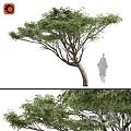Ornamental Decor Combination With Tall Tree Lush Green Leaves And Silhouette Figure