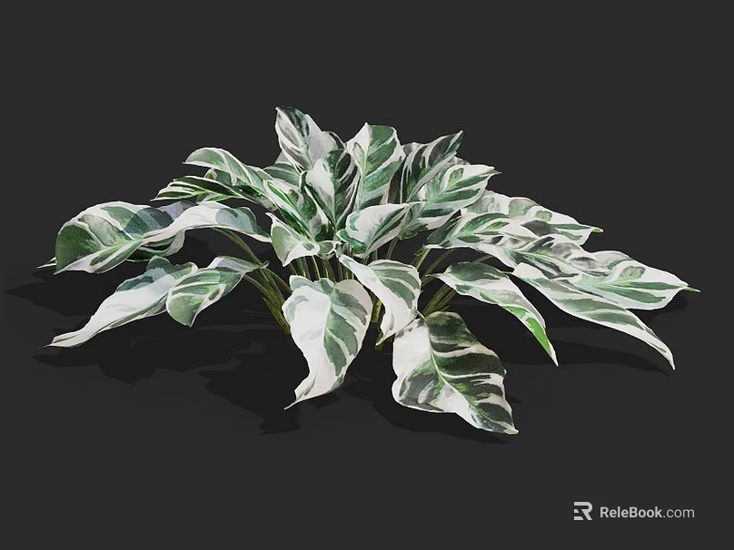 Vibrant Green Foliage Plant With White And Green Striped Leaves Showing Lush Growth 3d model 