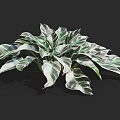 Vibrant Green Foliage Plant With White And Green Striped Leaves Showing Lush Growth